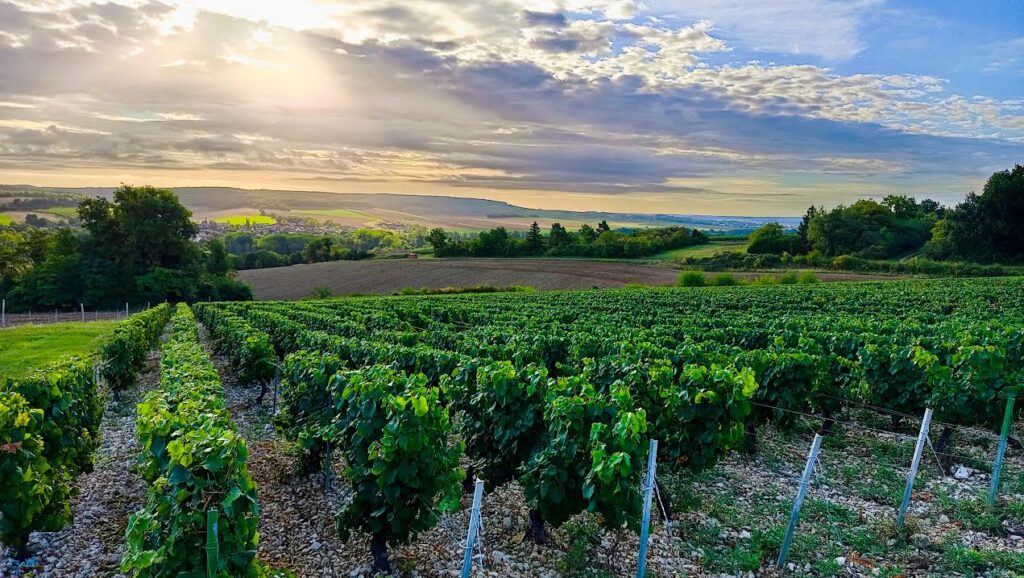 Vignobles du Tonnerrois