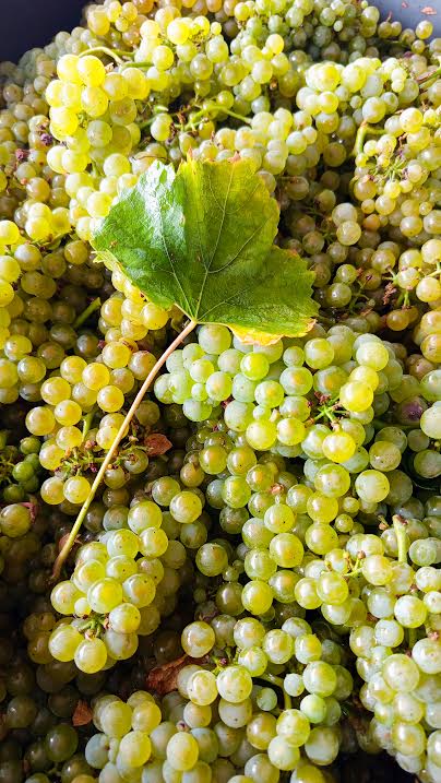 Raisin chardonnay ou pinot noir du Tonnerrois Crémant versus Champagne