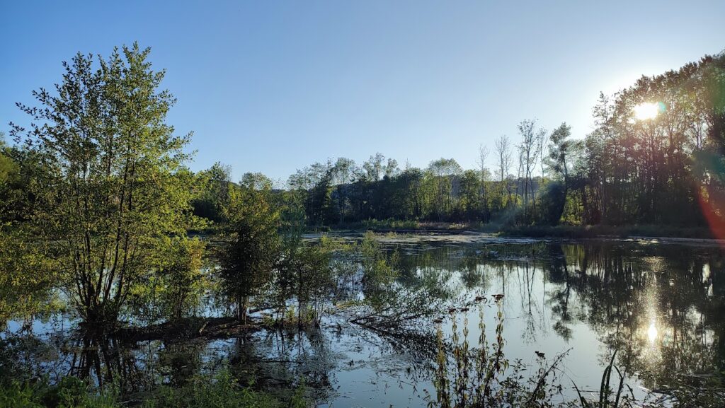 La noue - la frayère au printemps