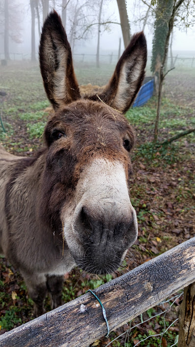 L'âne Roméo, mascotte de Vézinnes