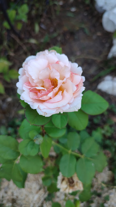 Rose Charlene de Monaco Les Clos Rougeot Vézinnes