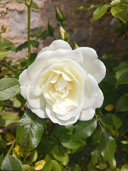 Rose Iceberg dans le jardin des Clos Rougeot, Vézinnes
