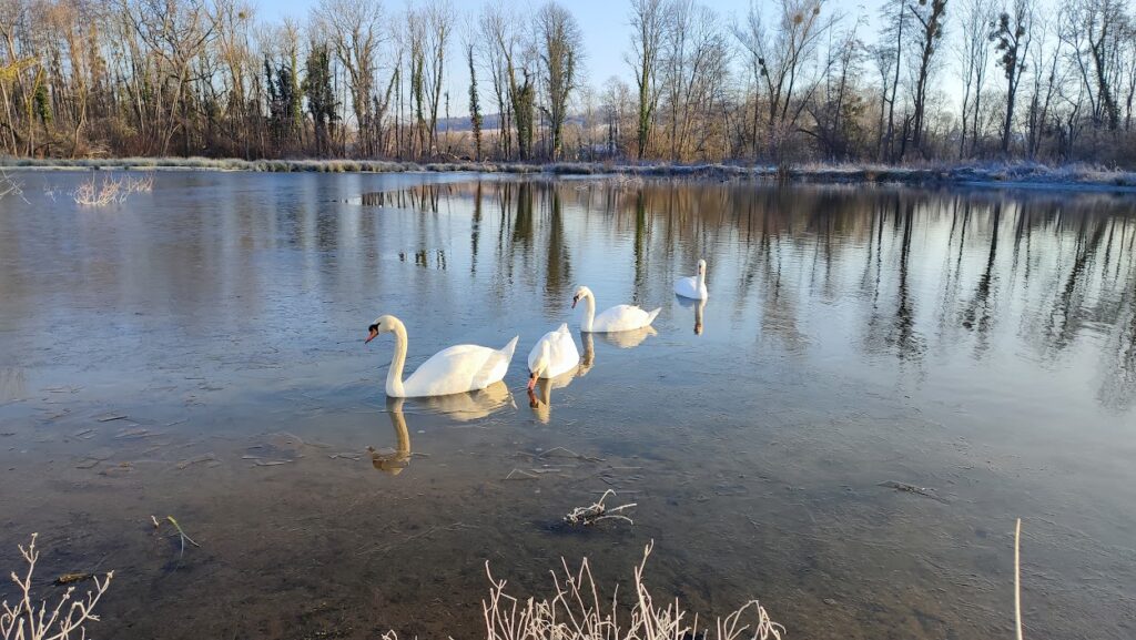 Les cygnes à la frayère de Vézinnes