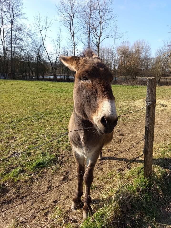 Roméo l'âne mascotte de Vézinnes